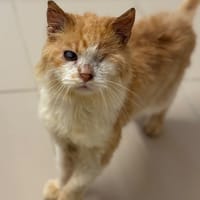 Barbossa Cab4256, chat à adopter