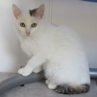 Chick, chat à adopter