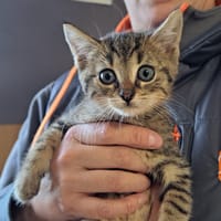 AMY, chat à adopter