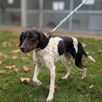 Saly, chienne à adopter