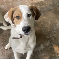 OURAIL, chien à adopter