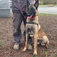 VENUS, chienne à adopter