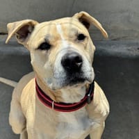 Hamrar, chien à adopter