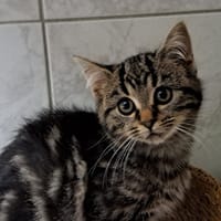 CRAPETTE, chatte à adopter