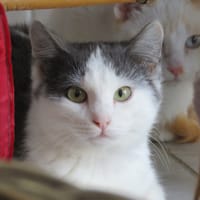 Flash, chat à adopter