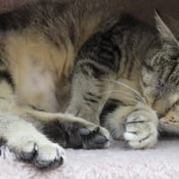 CAPOEIRA, chatte à adopter