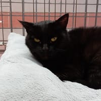 YOLA, chatte à adopter