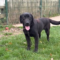 REGLISSE PAA23099, chienne à adopter