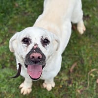 PRETTY PAA23098, chienne à adopter