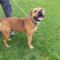 Cheesecake, chien à adopter