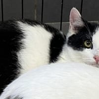 YUKO, chat à adopter