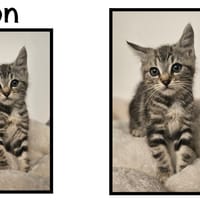 Iron (Réservé), chat à adopter