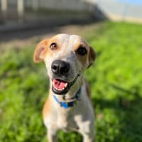 KAIS, chienne à adopter