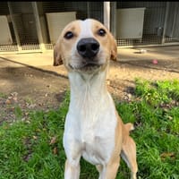 LOTO, chien à adopter