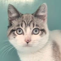 Diva, chatte à adopter