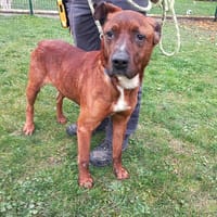 Paco, chien à adopter