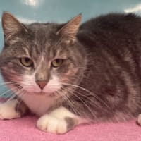 MINOUCHKA, chatte à adopter