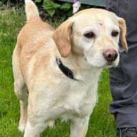 MACDO, chien à adopter