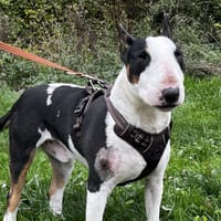 PITT VAA, chien à adopter