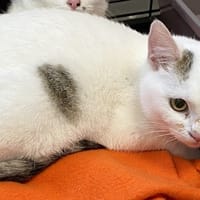 YUKI, chat à adopter