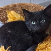 MIMU, chatte à adopter