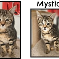 Mystic (Réservée), chatte à adopter