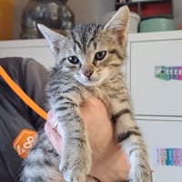 amour, chat à adopter