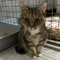 ISA, chatte à adopter
