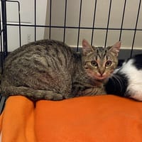 YUKA, chatte à adopter