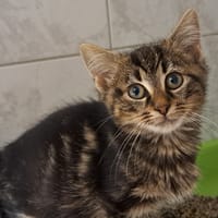 JEAN MIAOU, chat à adopter