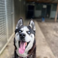 OZKO, chien à adopter