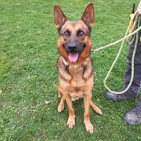 Usopp, chien à adopter