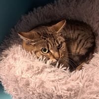 KIMBERLEY, chatte à adopter