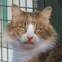 Thaïs, chatte à adopter