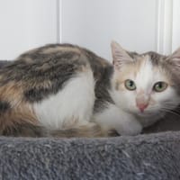 Lizzie(reservée), chatte à adopter