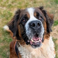 Edelweiss, chienne à adopter