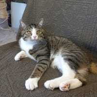 Jax, chat à adopter