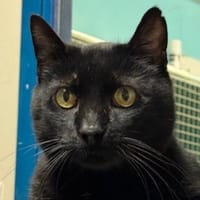 Cachou, chat à adopter