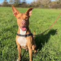 UNIX, chien à adopter