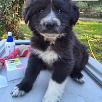 Hana 2 mesi, cane femmina da adottare