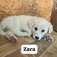 Zara, cane femmina da adottare