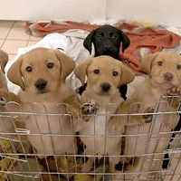 Puppies, dog to adopt