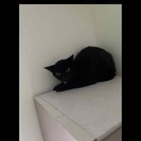 Lou, chatte à adopter