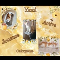 Yumi, chatte à adopter