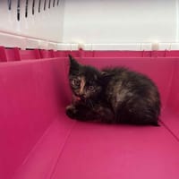 Pita, chatte à adopter