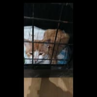 Zazoo, chat à adopter