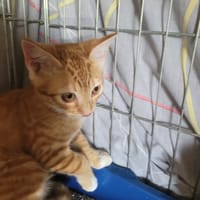Tokyo, chatte à adopter