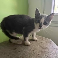 Pitch, chat à adopter