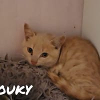 Rouky, chat à adopter