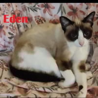 Eden, chatte à adopter